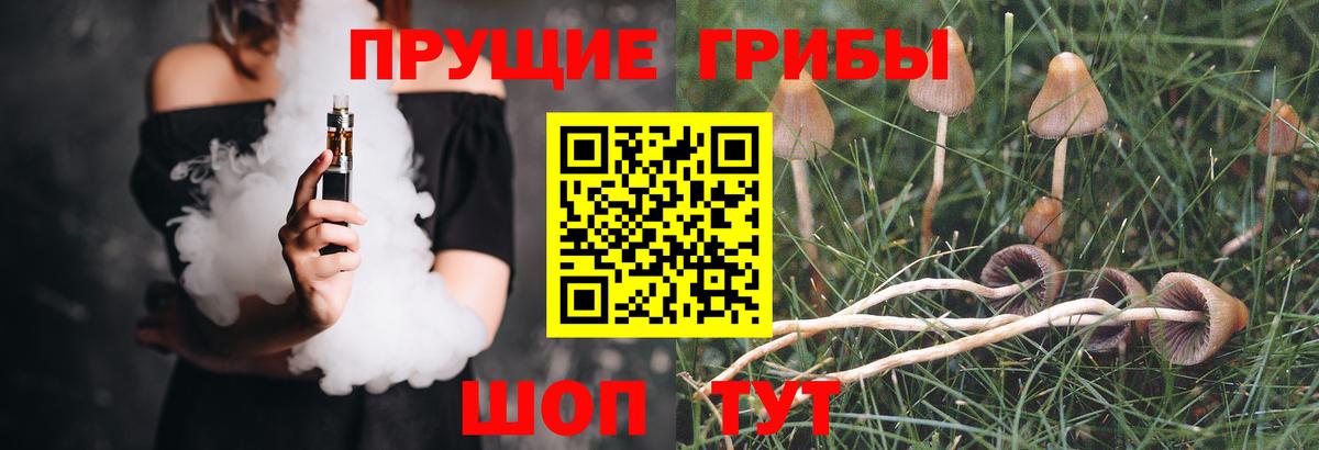 Псилоцибиновые грибы Psilocybe  Людиново 